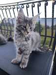 Kotka Maine Coon
