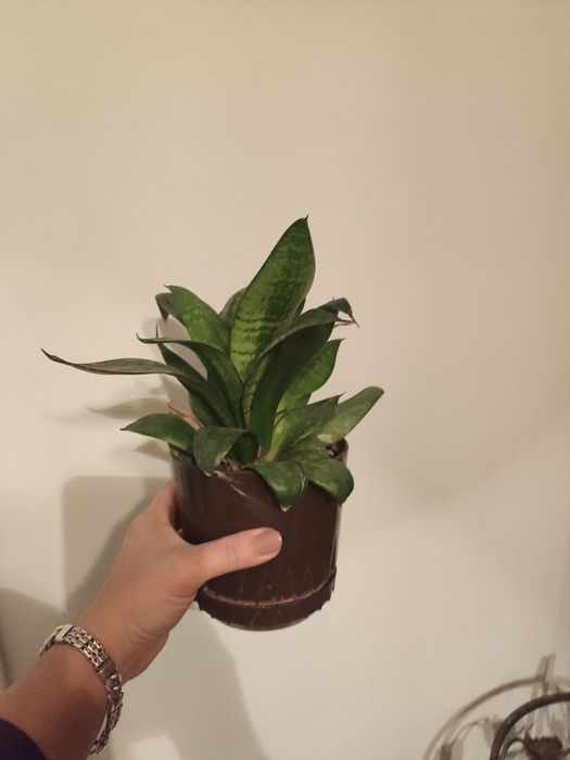 Рослина тещин язик