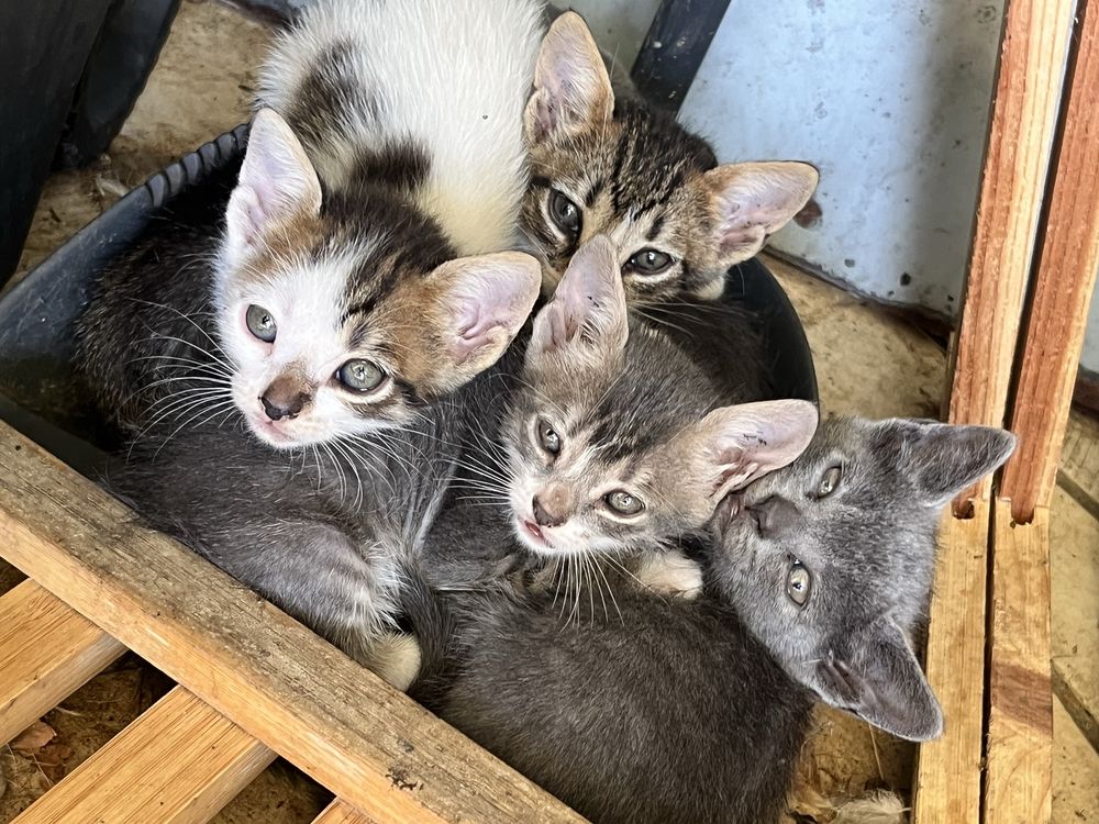 Gatinhos para dar