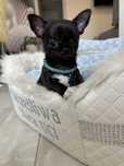 Chihuahua cudowny chłopiec