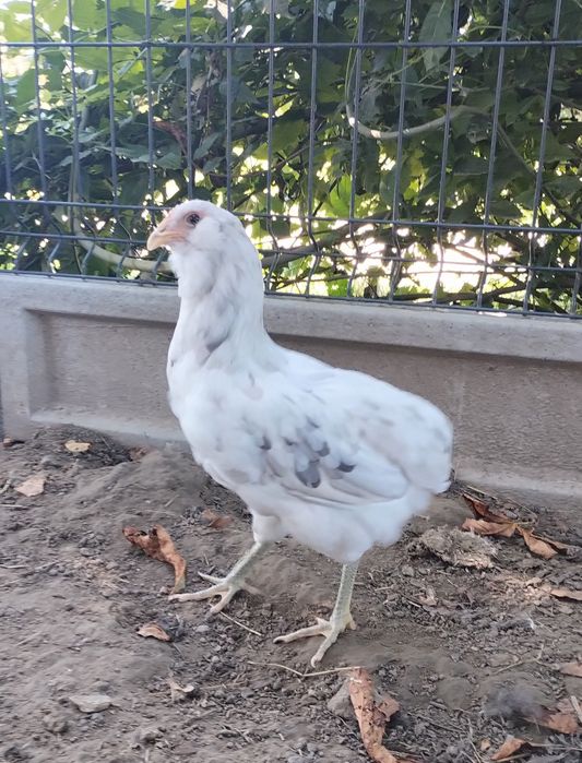 Same Kury/Kura Araucana. Araucany bezogoniaste.