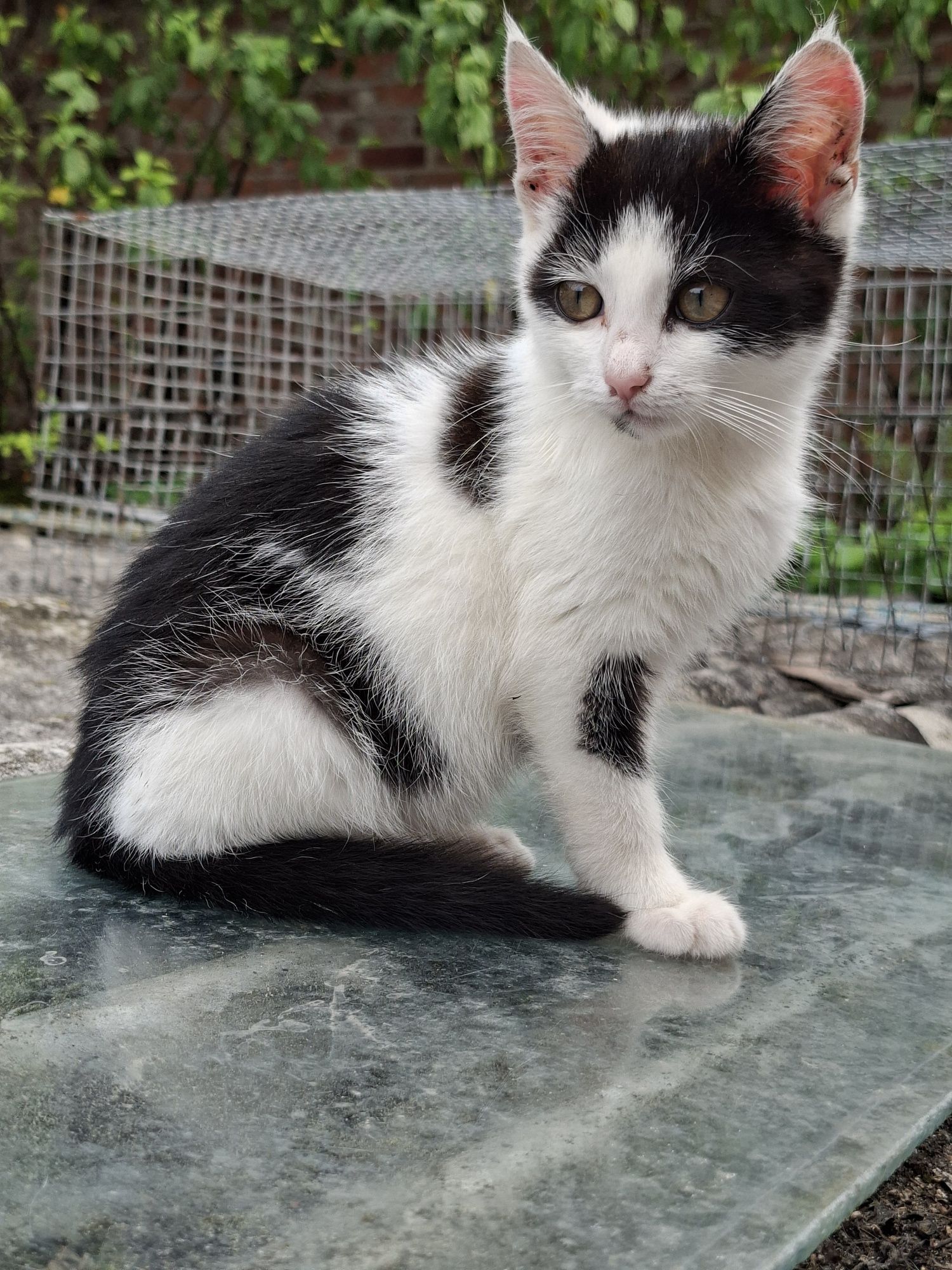 Кошеня, хлопчик безкоштовно