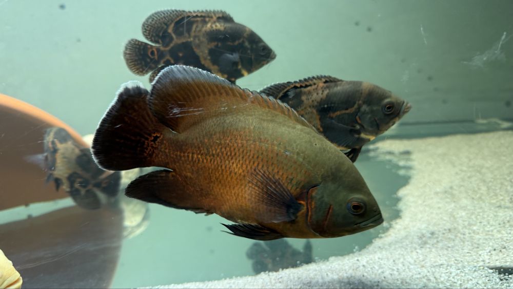 Peixe oscar 60€ cada