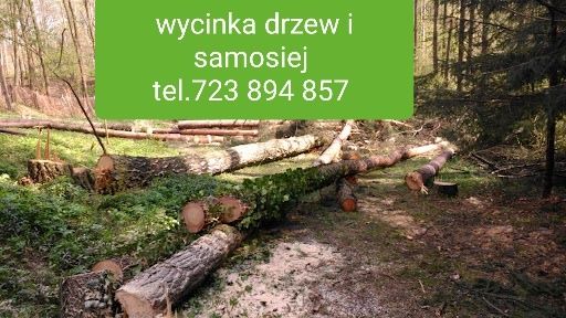 Wycinka drzew i samosiej