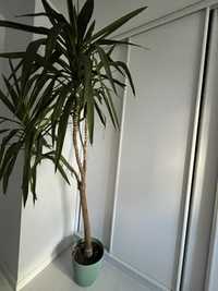 Juka dracena ogromna palma drzewko