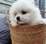 Szpic miniaturowy pomeranian boo suczka