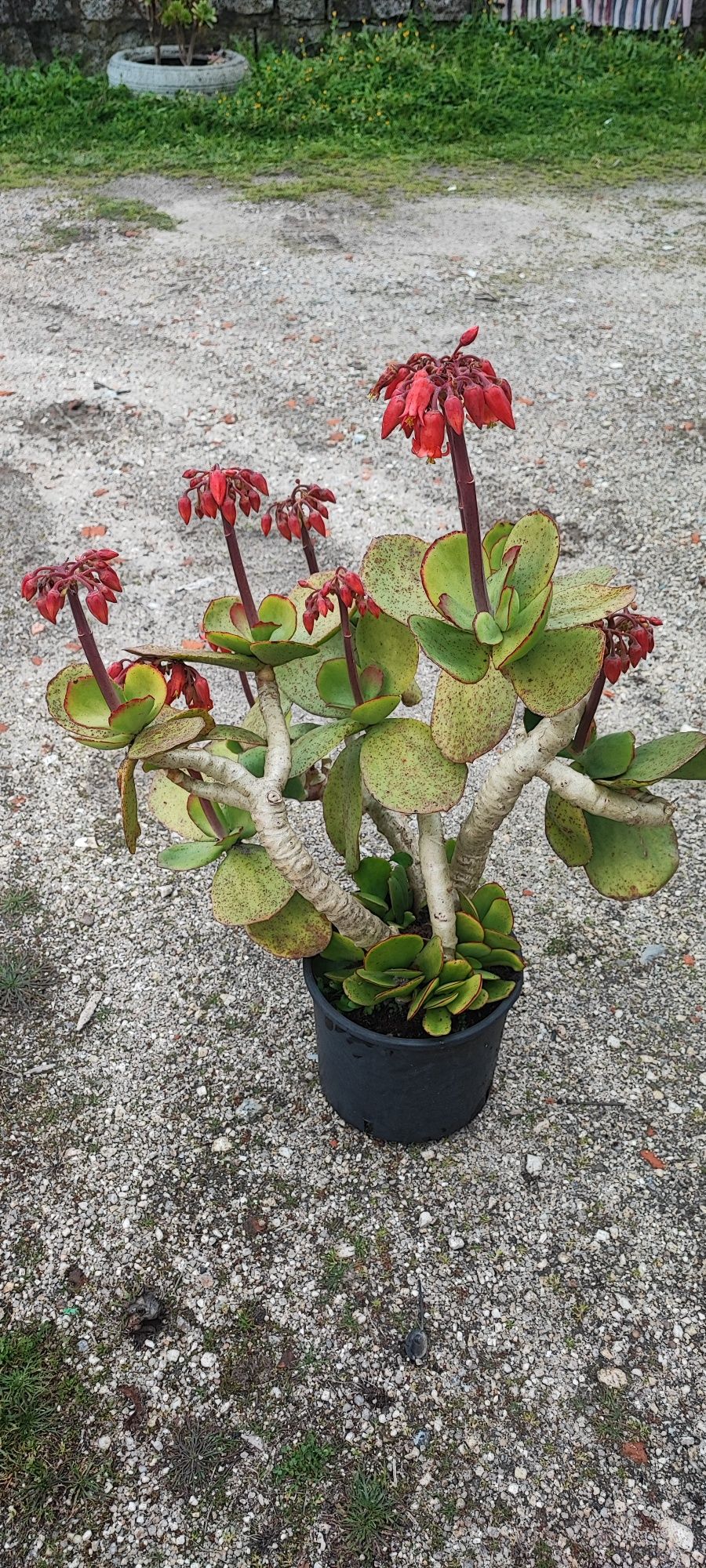 Planta suculenta