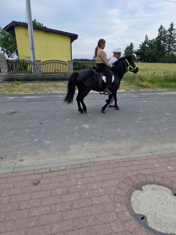 Kobyłka 7 letnia