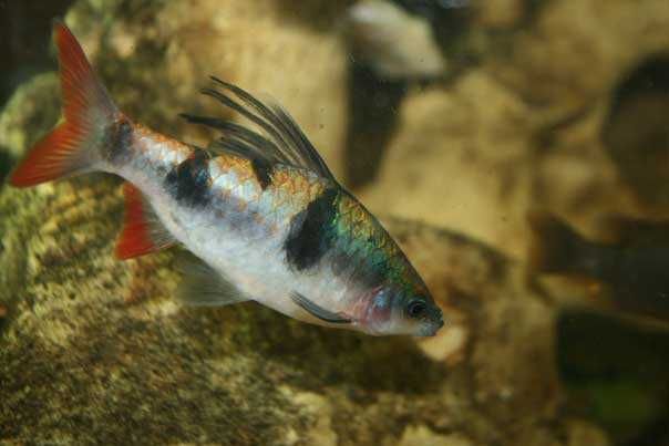 Brzanka pióropuszowa - Dawkinsia arulius - ARULIA - dowozimy, wysyłamy