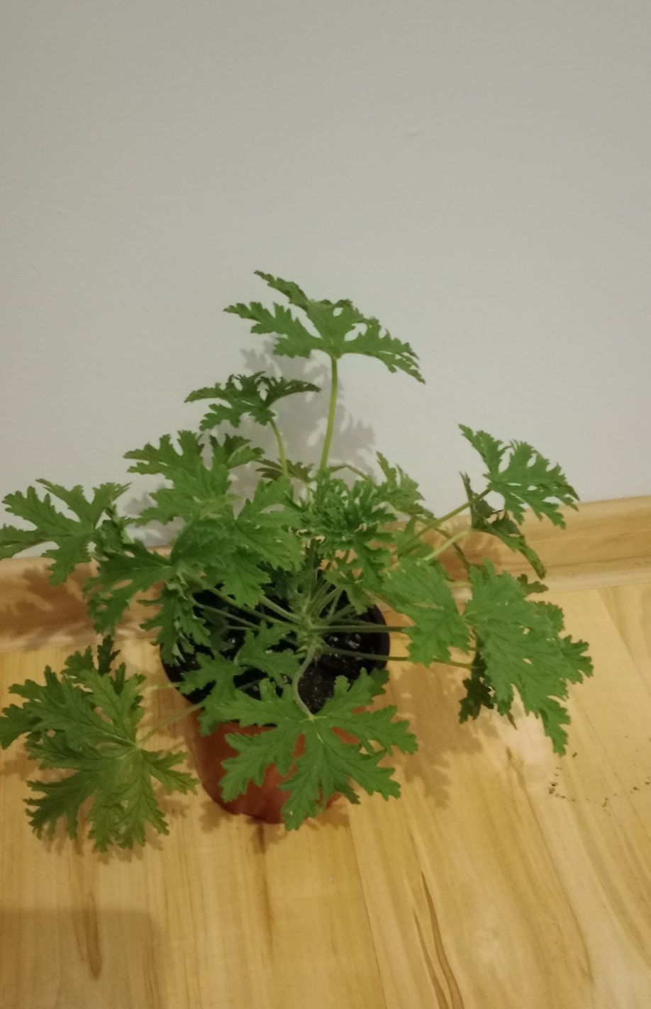 Pelargonia pachnąca