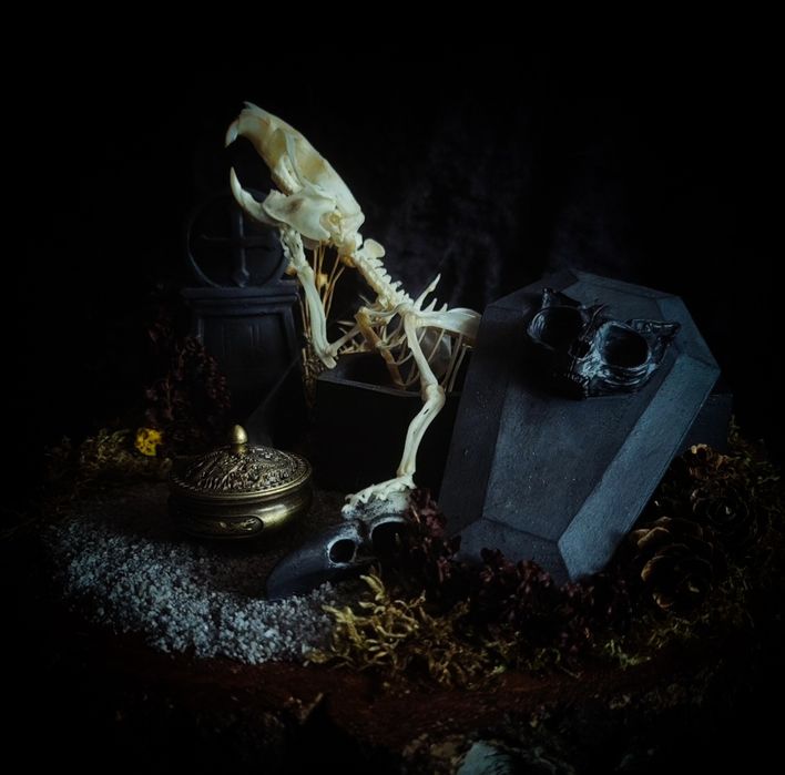 Taksydermia szkielet szczura