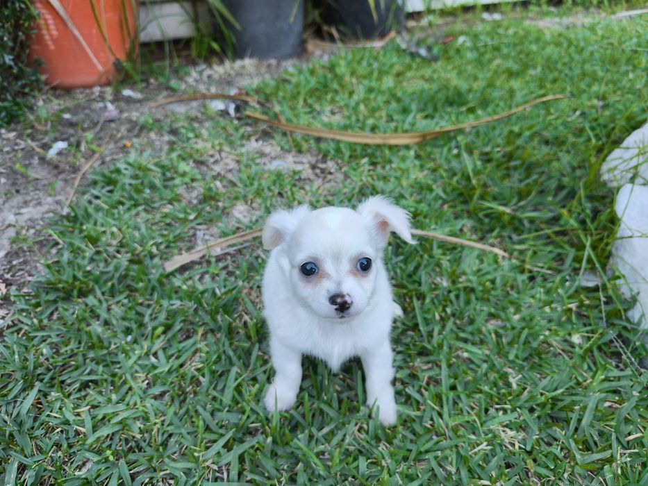 Chihuahua disponível para entrega imediata