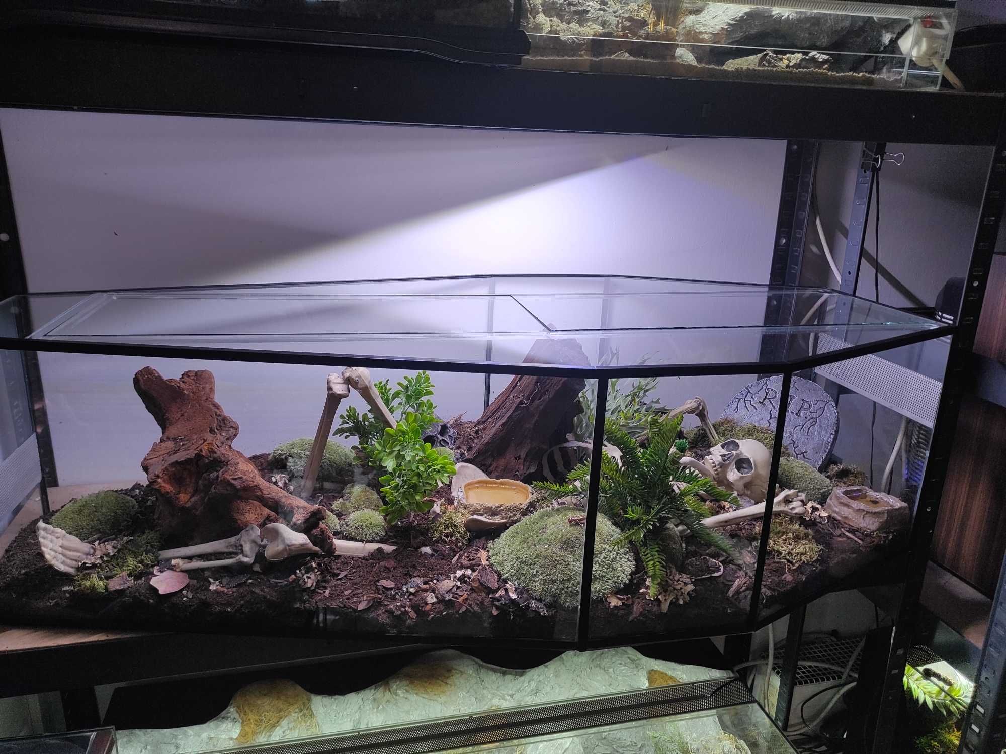 Terrarium TRUMNA z pełnym wystrojem leśnym pająk skorpion wąż