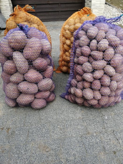 Ziemniaki gruby Soraya. Baltic rose. argana. Dynia dowóz transport