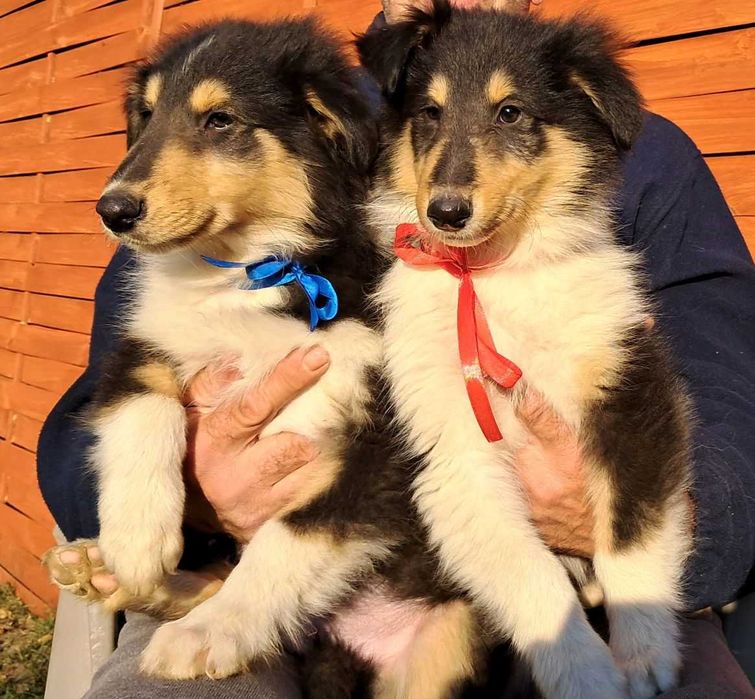 *Owczarek Szkocki Collie długowłosy*  piesek Gotowy Do Odbioru