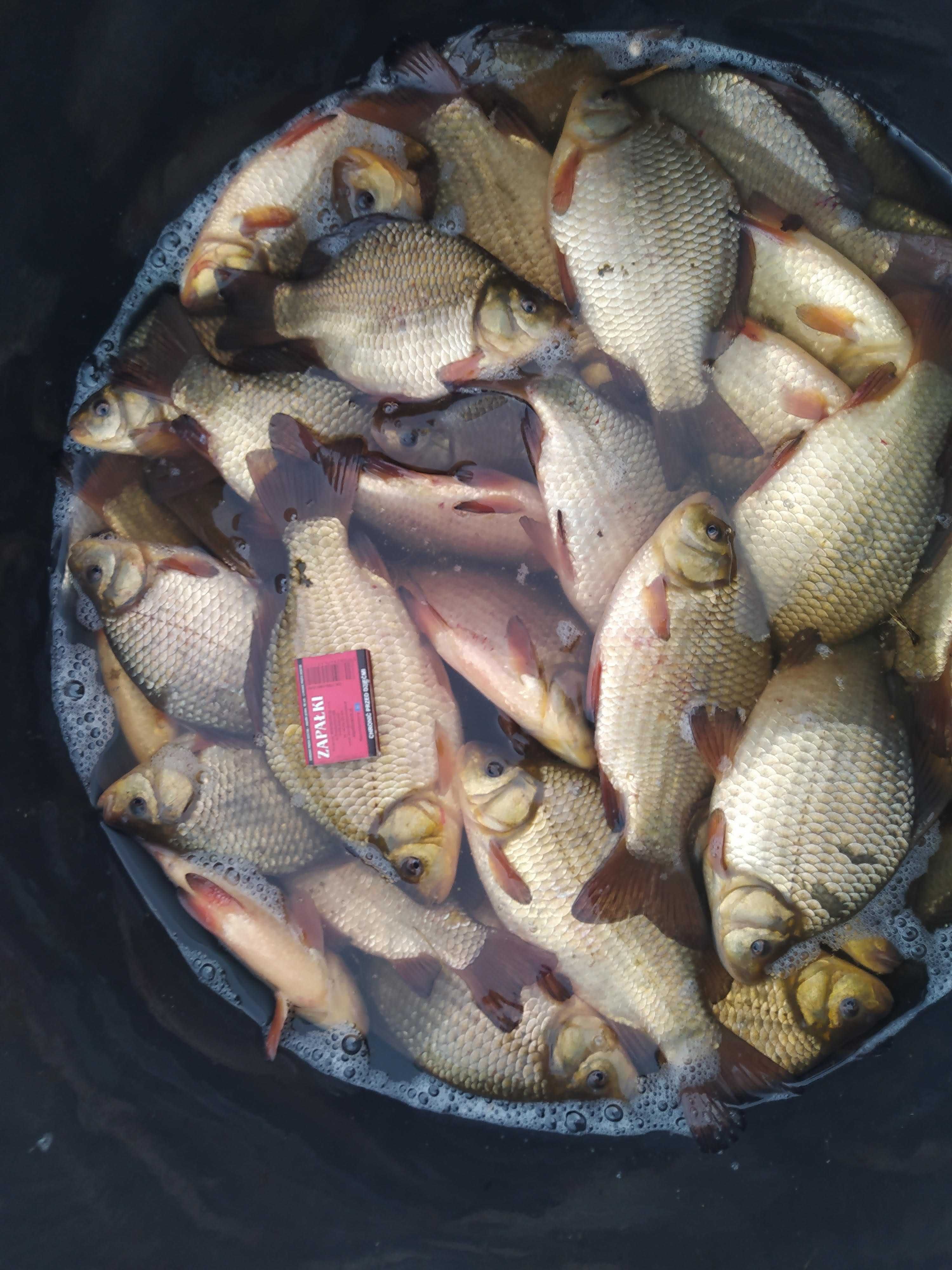 KARP OD 26cm DO 36cm cena 26-36zł 1szt i inne amur sum węgorz