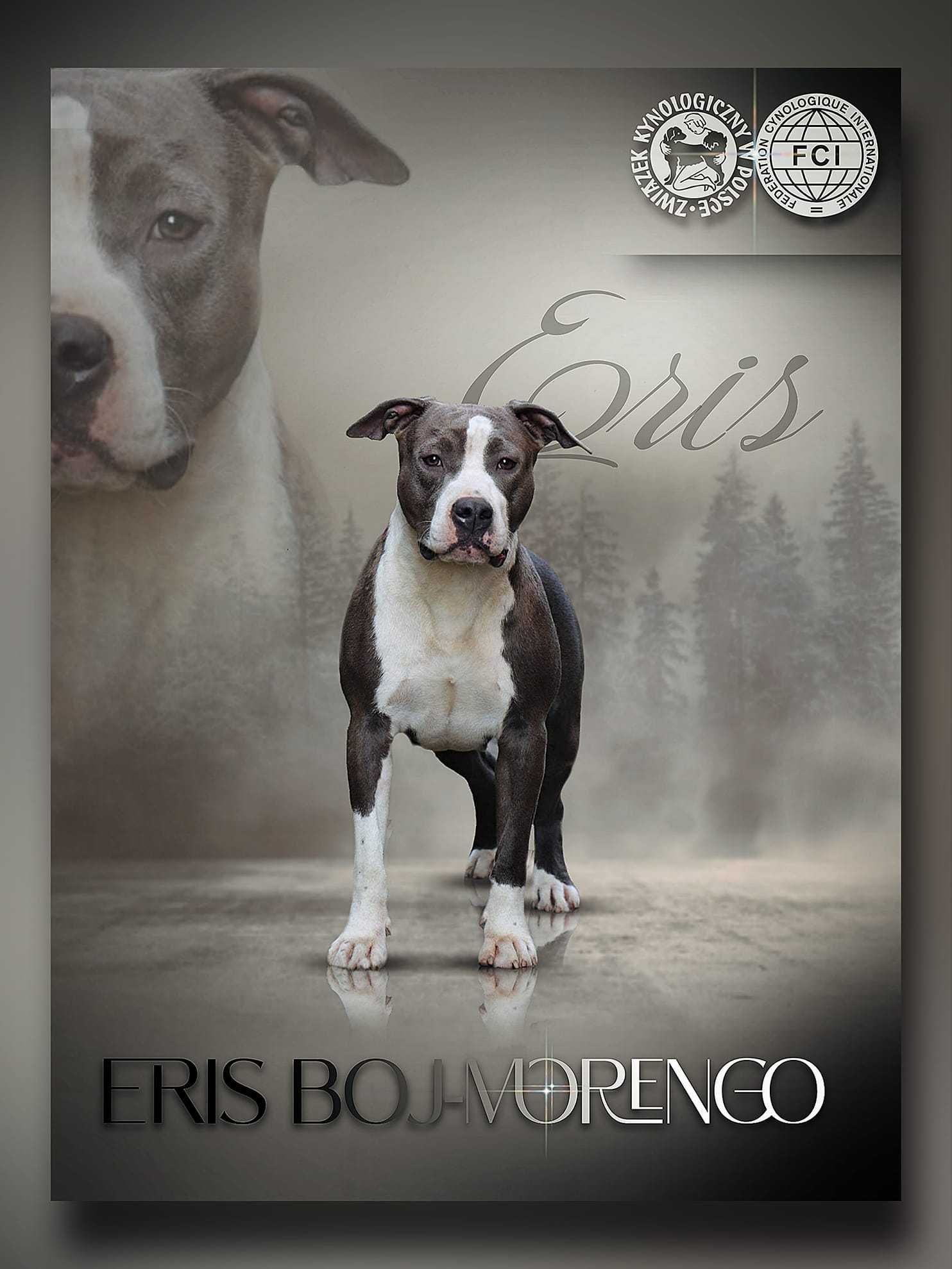 Amstaff szczeniak z rodowodem FCI ,po Open Inter Championie