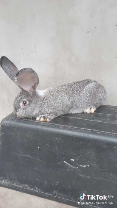 Кролики шиншили, боргундія і віденські голубі