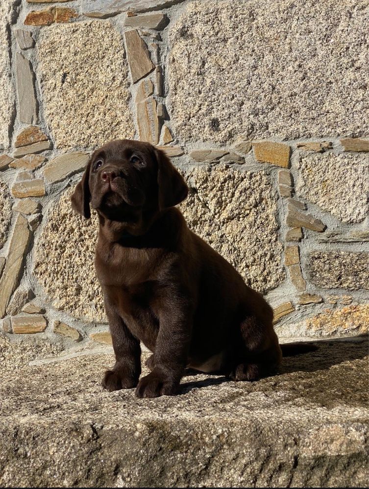 Labradora chocolate