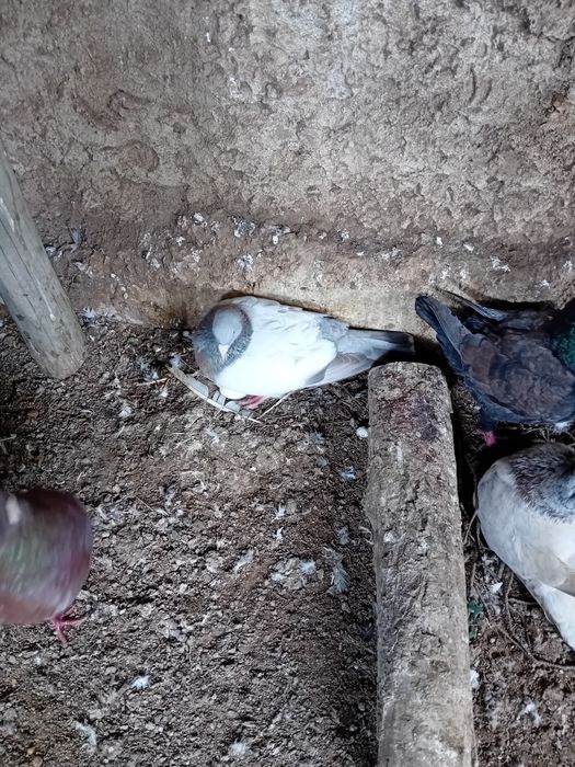 Vendo pombos coburgos