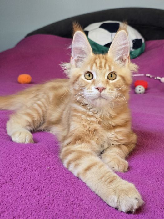 Przekochany kocurek Maine Coon