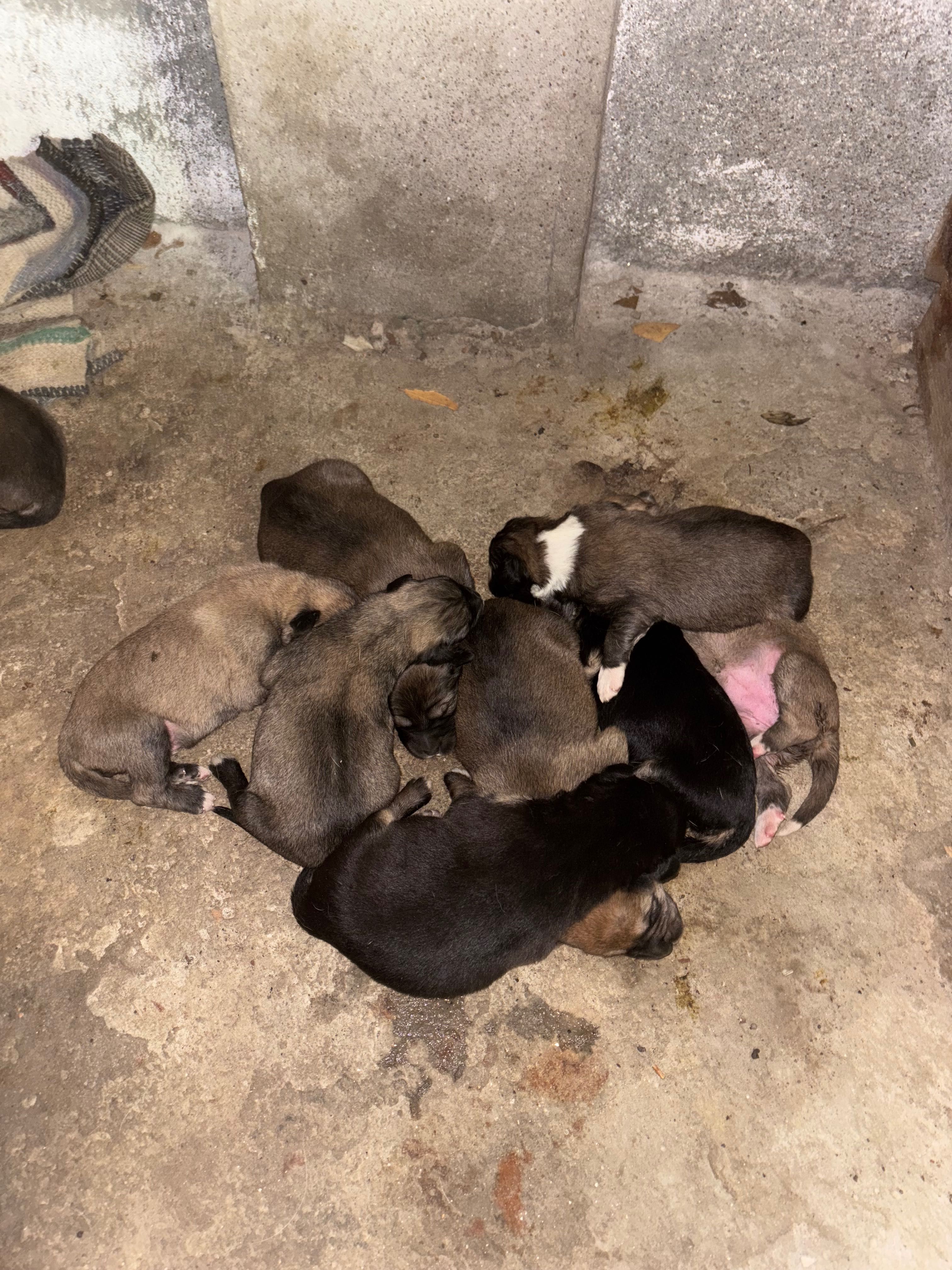 Cães GRATUITO para adoçao
