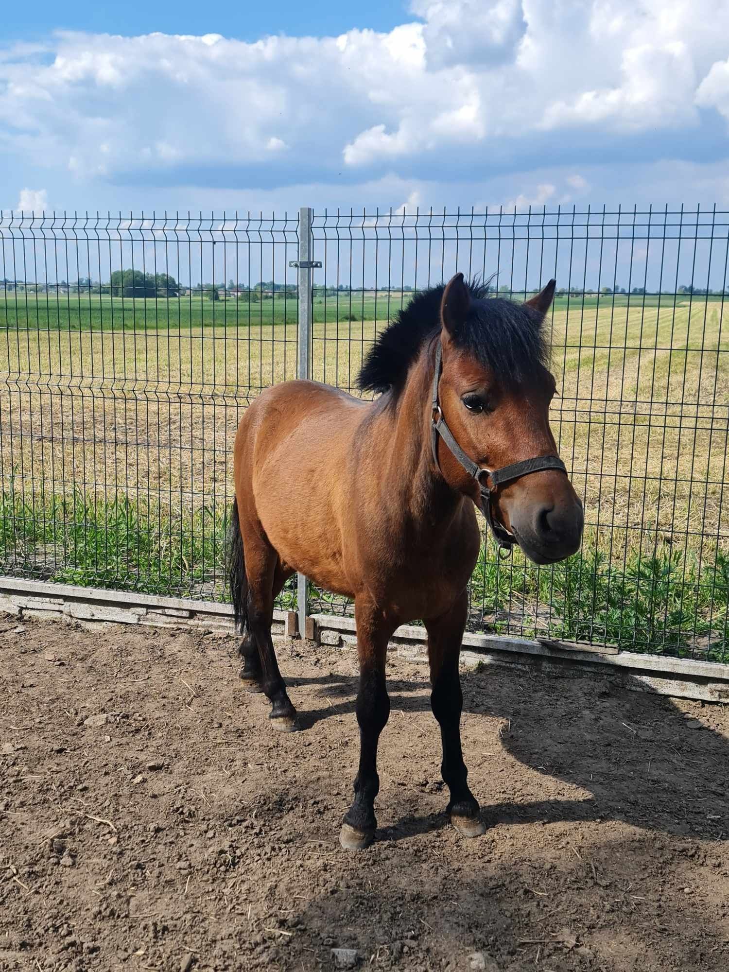 Maly koń/ kuc pół hucuł