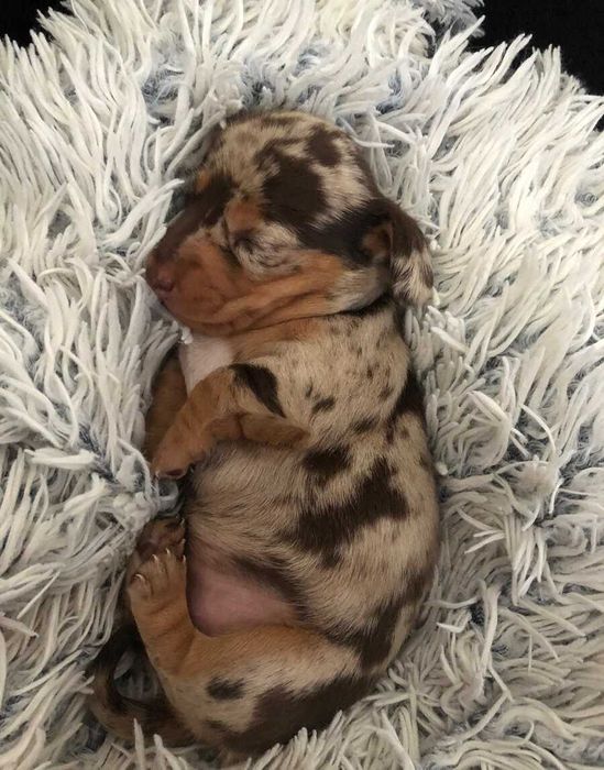 Teckel Miniatura TOP - FEMEA