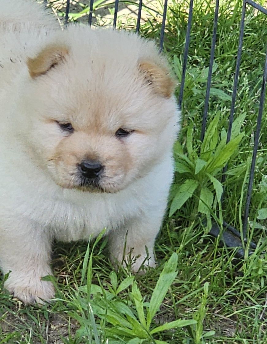 Sunia cream chow chow