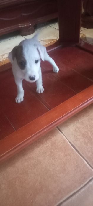 Jack Russell Terrier