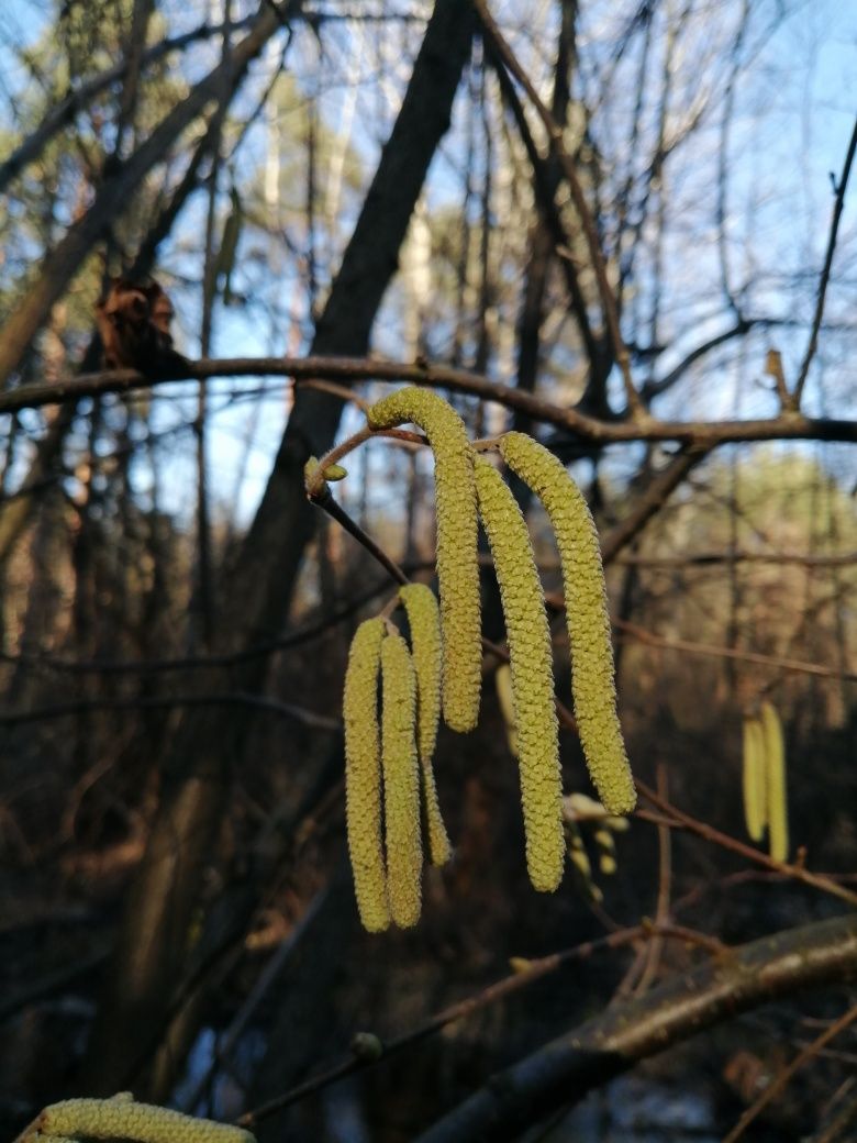 Syrop z pączków leszczyny