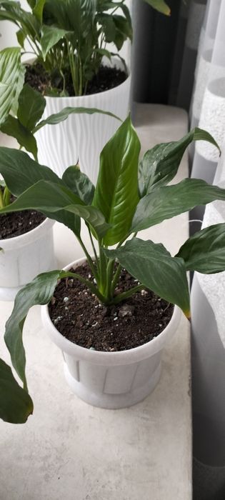 Спатифіллум молоді саджанці