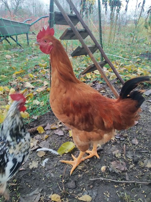 Півень Ломан Браун 4 міс