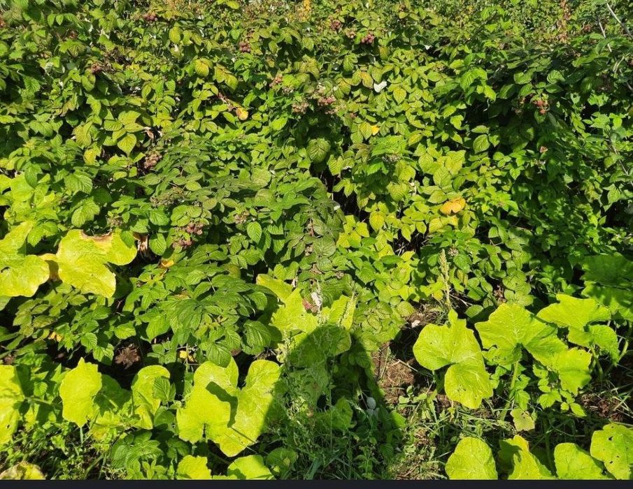 Малина ремонтантного сорту, яка плодоносить з липня до перших морозів.