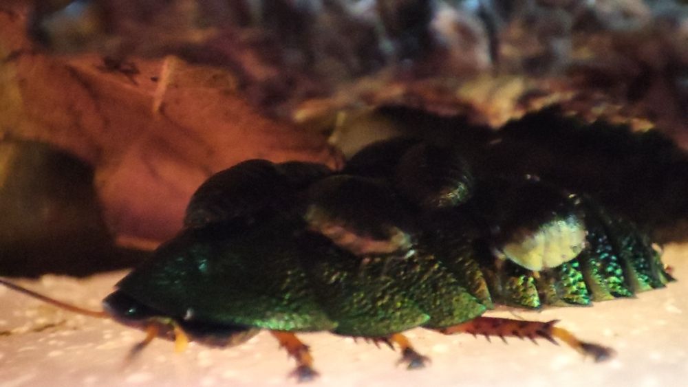 Смарагдові таргани Pseudoglomeris magnifica