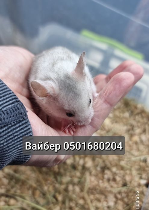 Хомяк серебро розовый много окрасов хомячки джунгарские