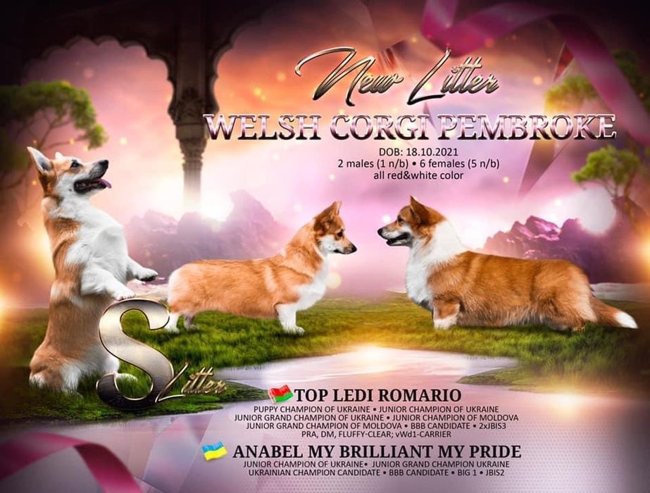 Мальчик корги_Джери