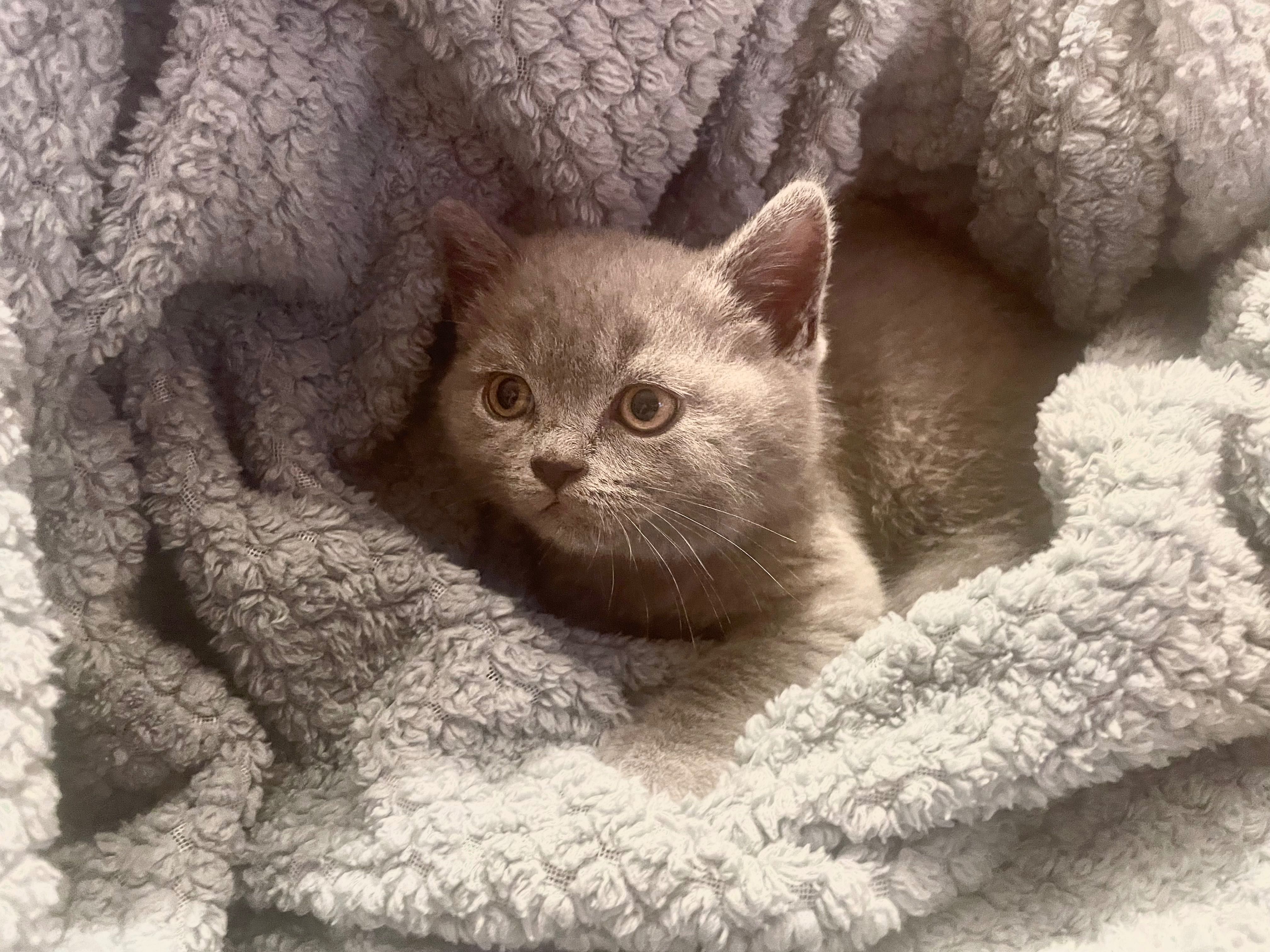 British Shorthair Azul