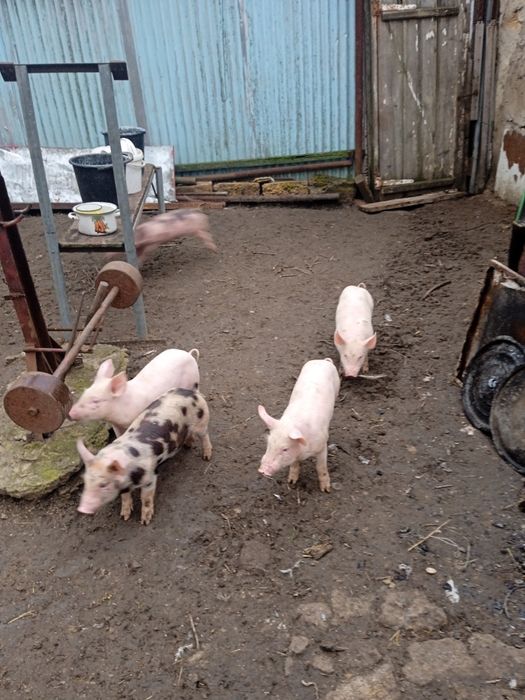 Поросята Ландрас