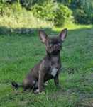 Mini czekoladowa dziewczynka chihuahua. Rodowod FCI