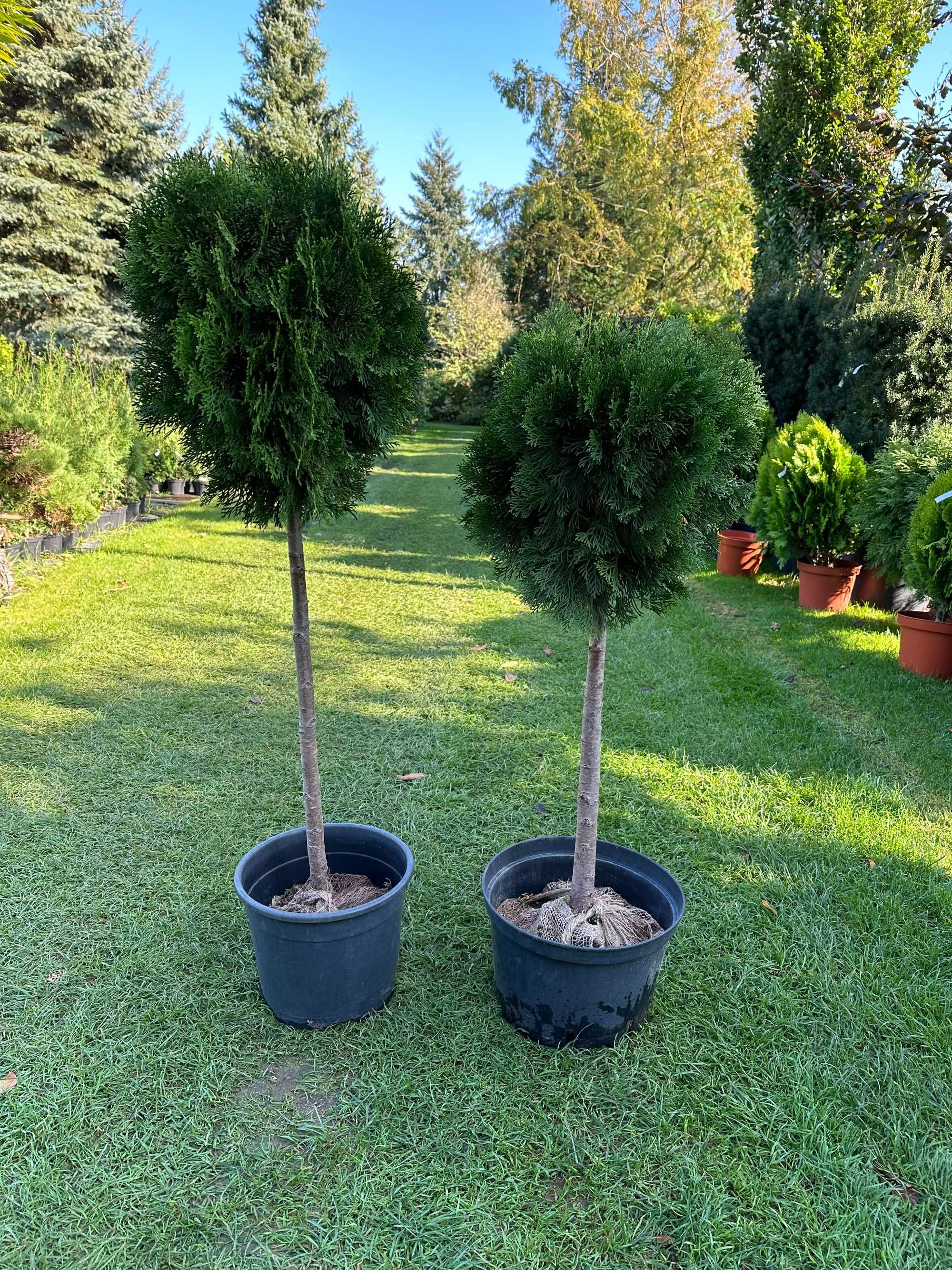 THUJA Żywotnik zachodni SMARAGD KULA szczepiony Pa60, Pa80 BRYŁA