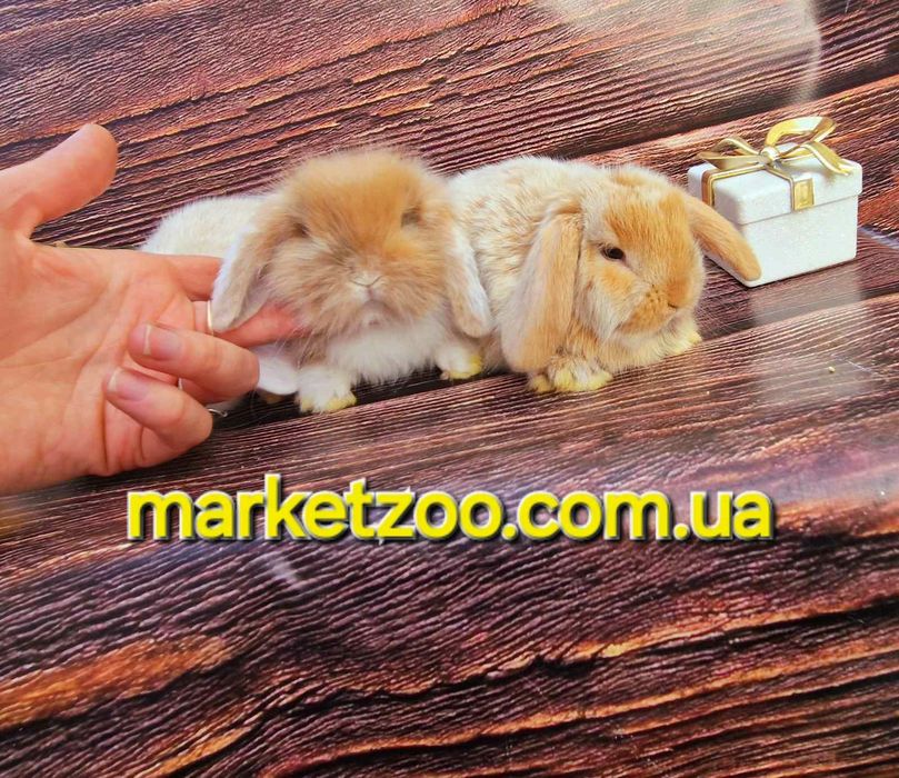 Неперевершені красунчики міні кролики висловухі баранчики,карликовые