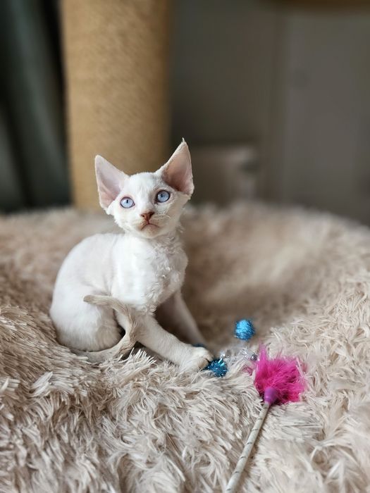 Kotka Devon Rex liliowy point