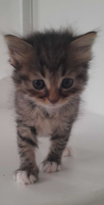 Кошенята в добрі руки