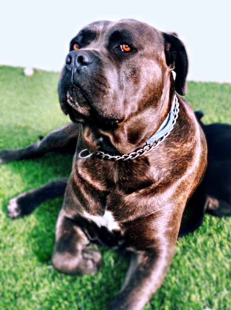 Cane corso p/acasalar