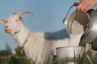 Ekologiczne mleko kozie
