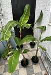 Bananeiras com raizes vários tamanhos