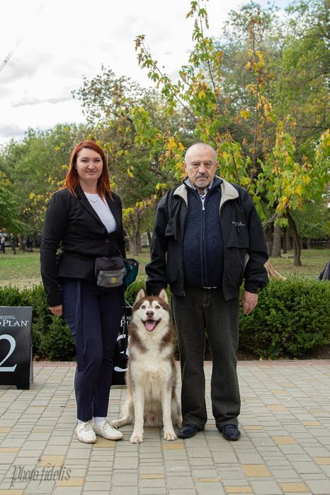 Сибірський хаскі,кобель з титулами