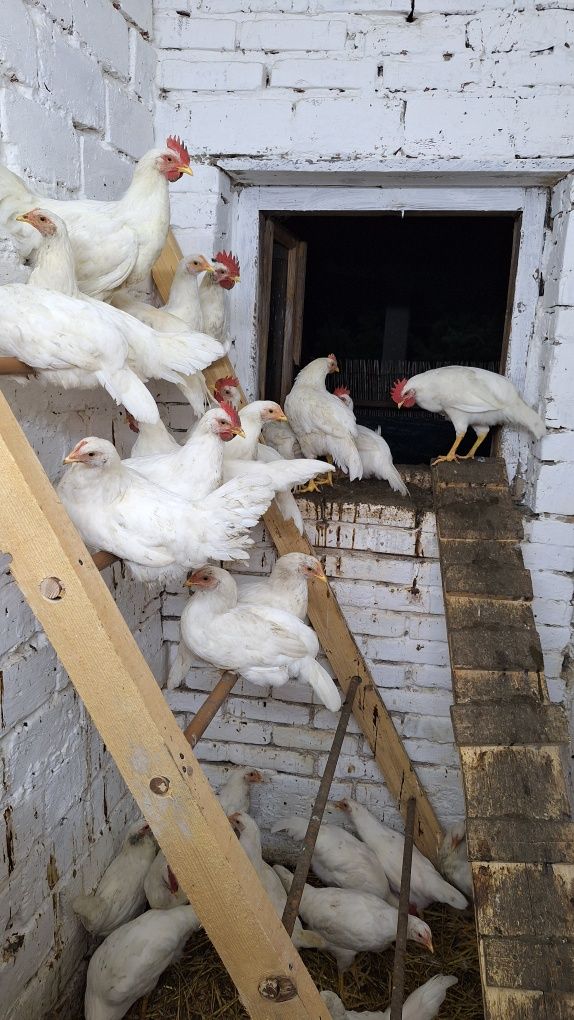 Kogut Leghorn młody