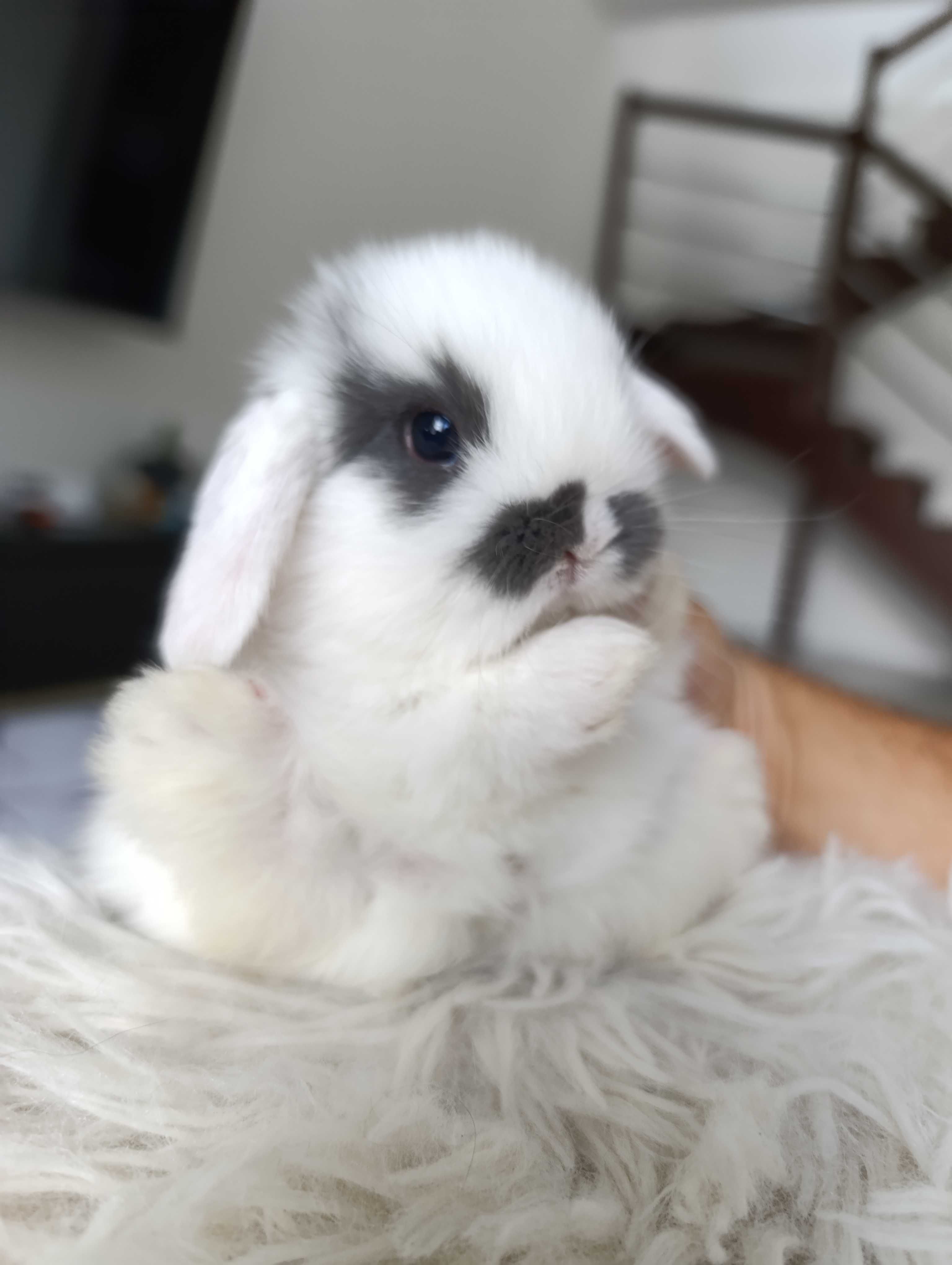Mini lop karzełek Teddy hodowla zarejestrowana